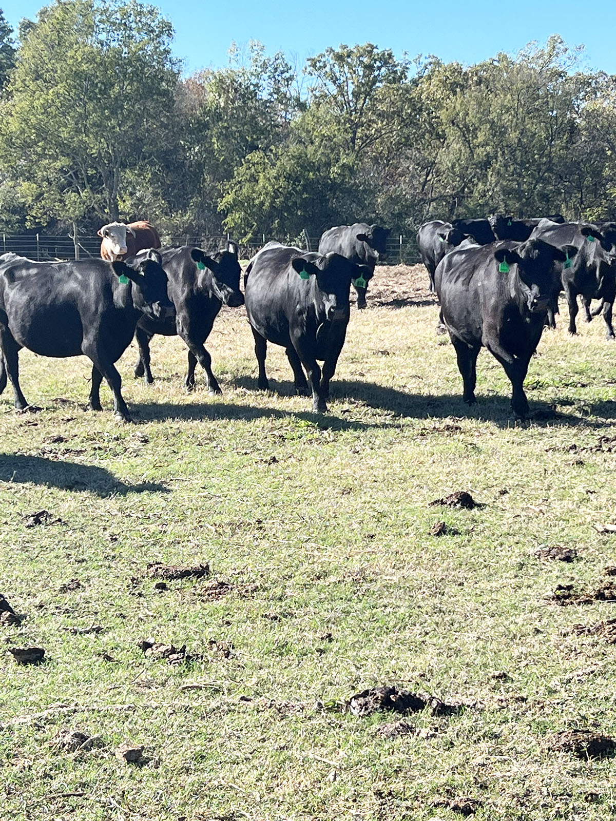 200 Angus & Angus Cross Cows... Northeast TX