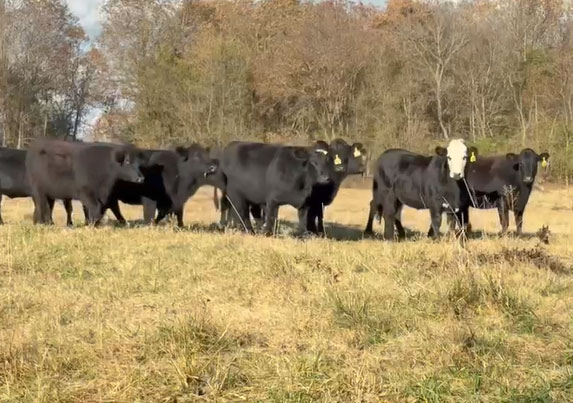 90 Angus & BWF Bred Heifers... Northeast AR