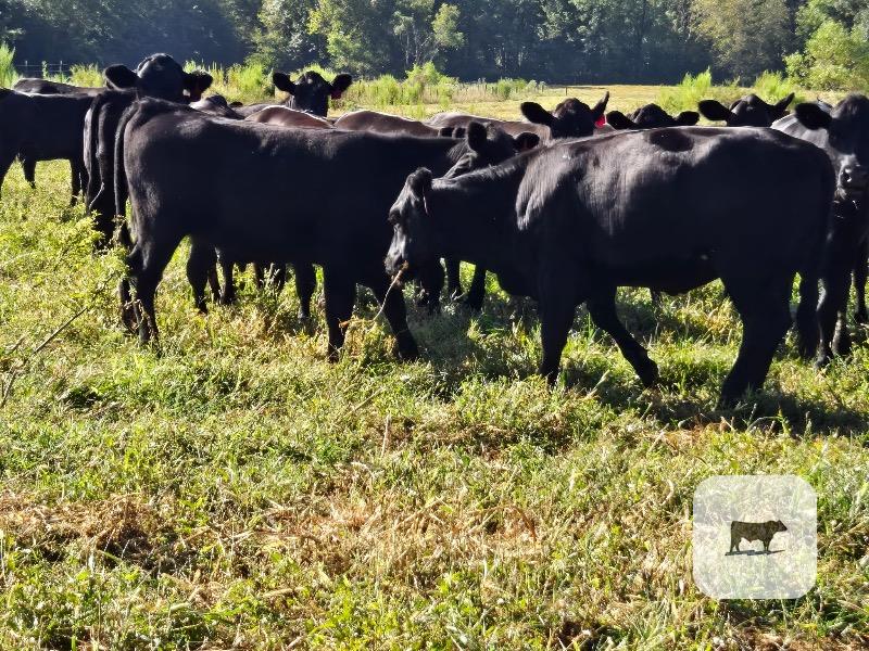 54 Angus & 'BWF' Rep. Heifers... Northeast MS thumbnail 4