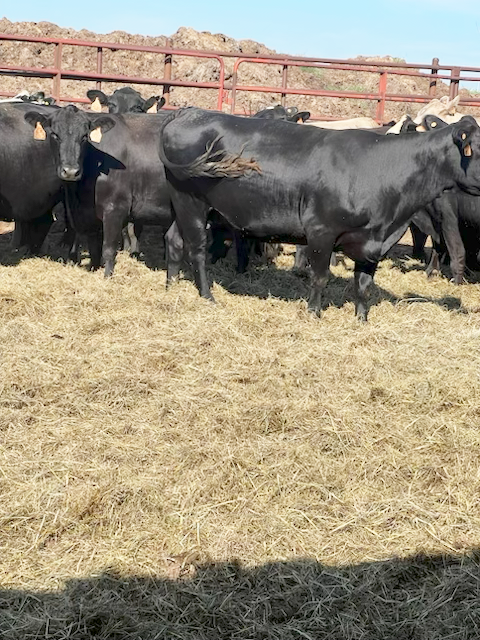 288 Angus Cows... N. Central OK thumbnail 2