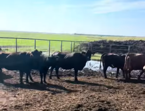 307 Angus Cows... N. Central OK