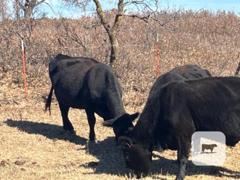40 Angus, Charolais, & Red Angus Cows w/ 15+ Calves... Northwest OK thumbnail 2