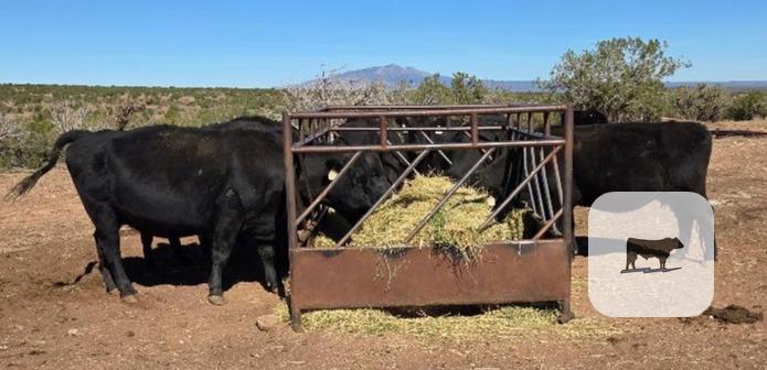 10 Reg. Angus Cows... Central NM