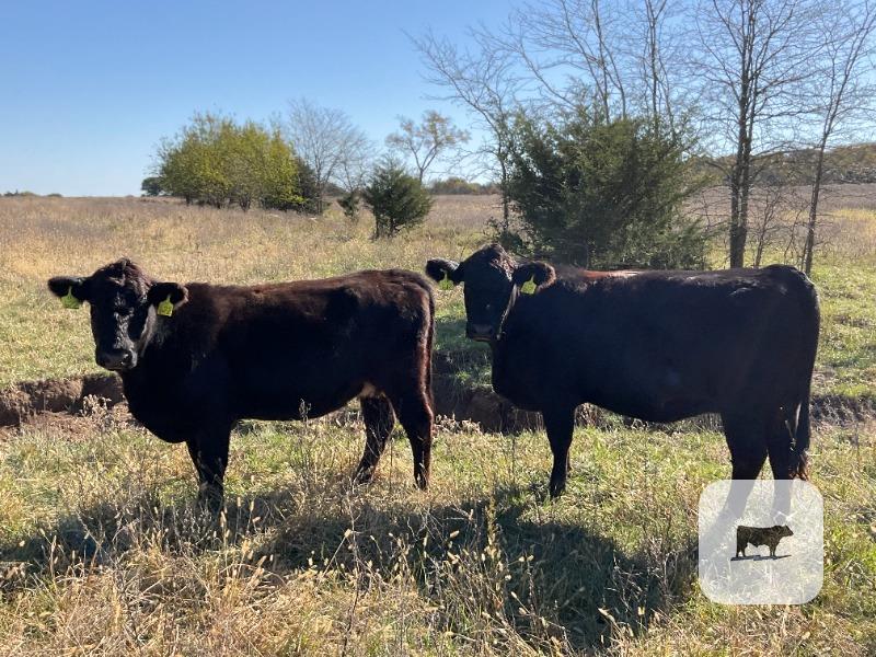 41 Angus & BWF Cows... Southwest MO thumbnail 4