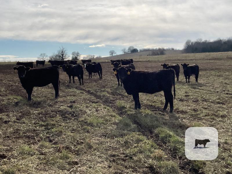 70 Angus & Black Baldy Rep. Heifers... Southwest MO thumbnail 4