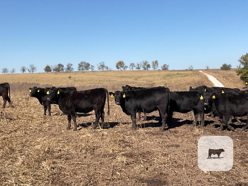 70 Angus Rep. Heifers... Southwest MO thumbnail 4