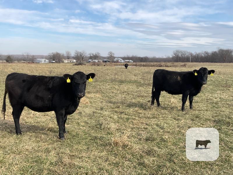 16 Angus & BWF Bred Heifers... Southwest MO thumbnail 4