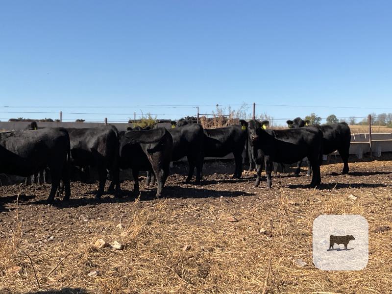 70 Angus & BWF Rep. Heifers... Southwest MO thumbnail 3