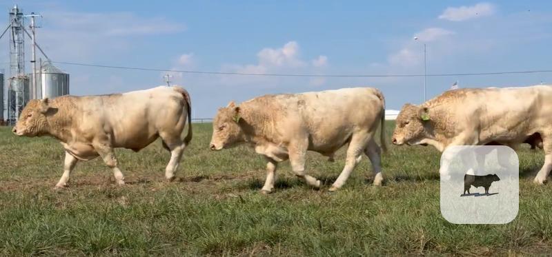 40 Charolais Bulls... SW Missouri thumbnail 2