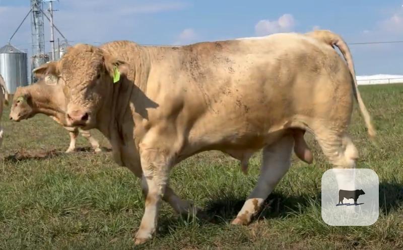 40 Charolais Bulls... SW Missouri