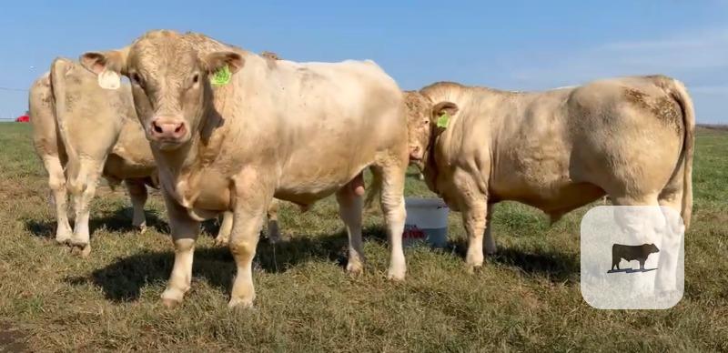 40 Charolais Bulls... SW Missouri thumbnail 3