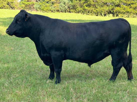1 Reg. Angus Bull... North TX