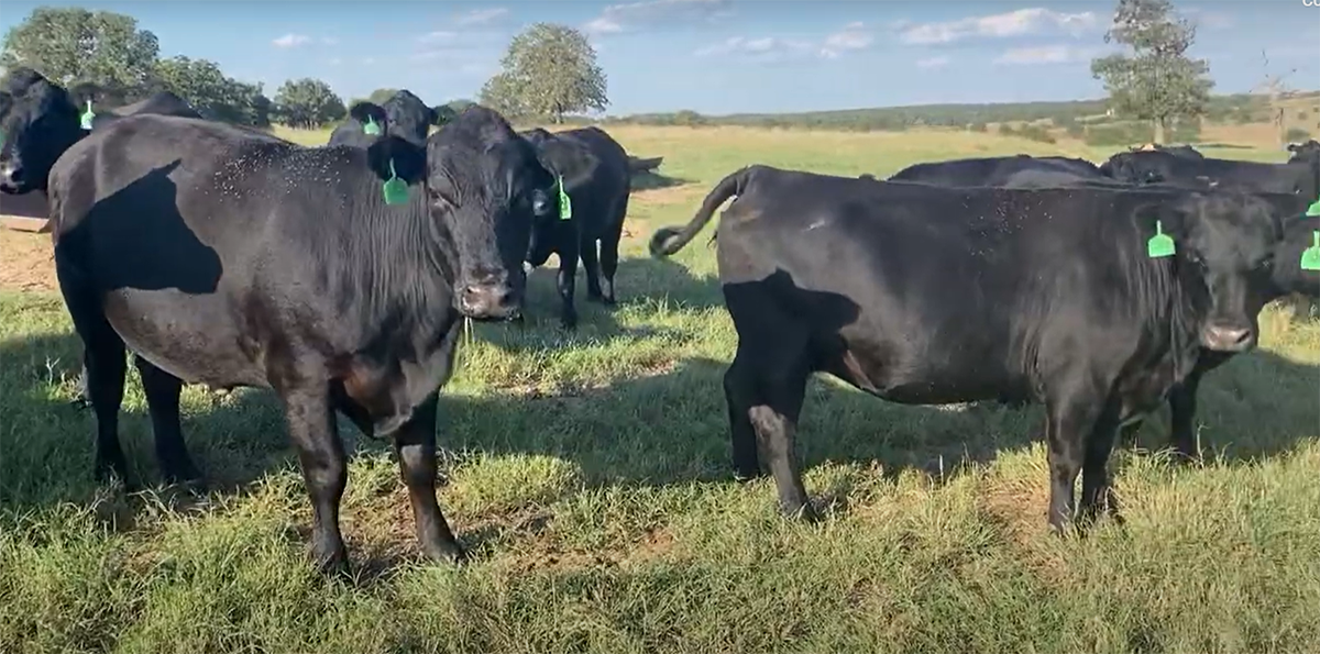 87 Angus & Angus Cross Cows... North TX