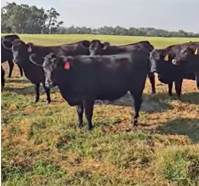100 Angus Bred Heifers... N. Central OK thumbnail 3