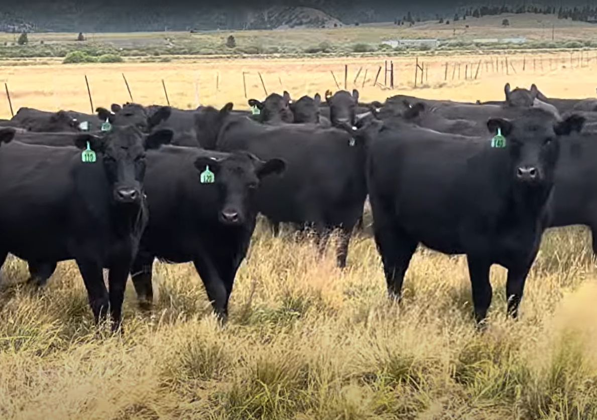 200 Angus Bred Heifers... W. Central NE