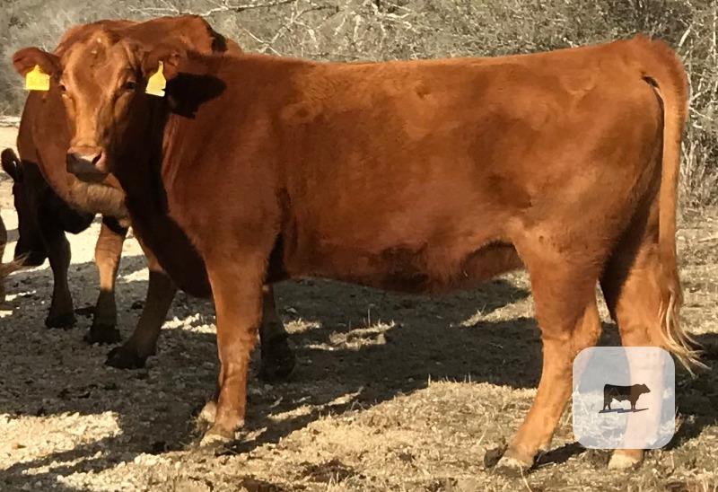2 Reg. Akaushi Cows... N. Central TX