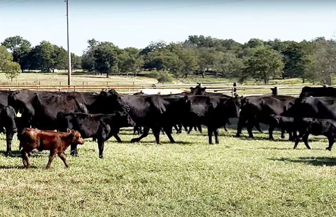 29 Angus & BWF Pairs... Northeast OK