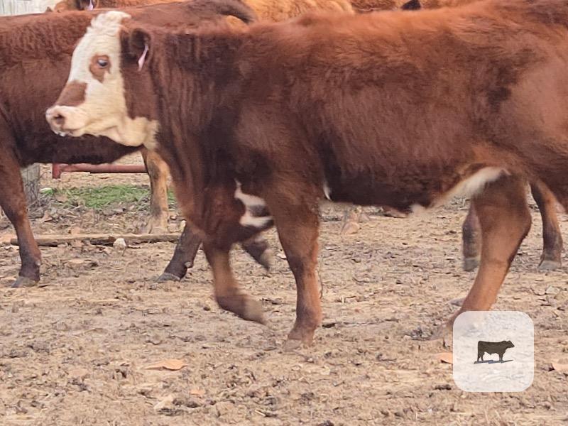 24 Red Angus 'RWF' Rep. Heifers... Northeast MS thumbnail 2