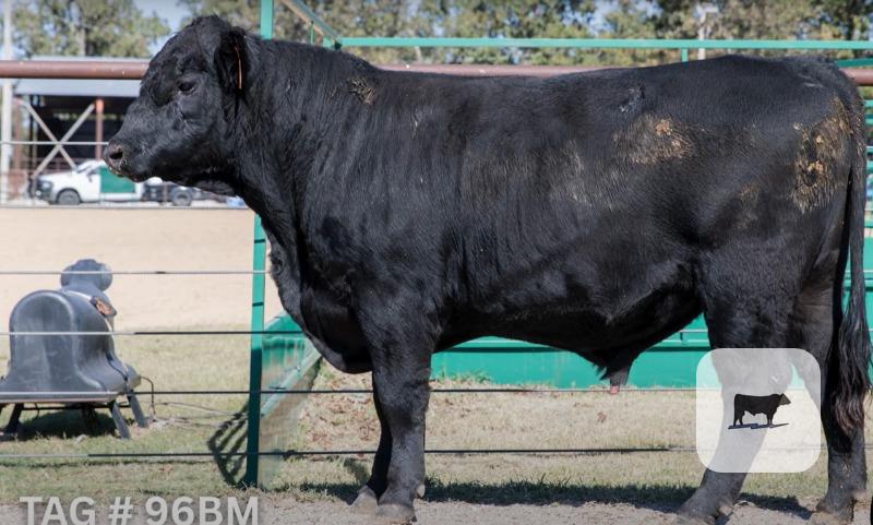 10 Angus & SimAngus Bulls... Southwest MO thumbnail 2