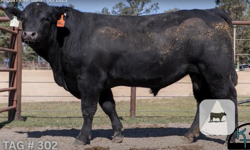 10 Angus & SimAngus Bulls... Southwest MO thumbnail 3