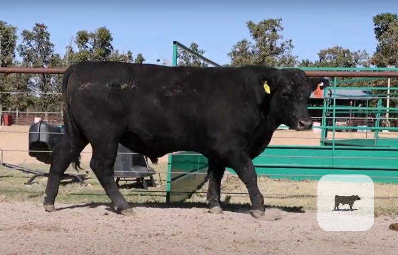 10 Angus & SimAngus Bulls... Southwest MO thumbnail 4