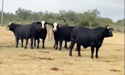 30 Brangus & Brangus Baldy Bred Heifers... S. Central TX