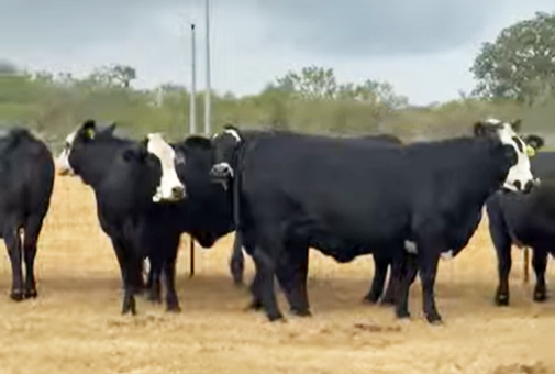 30 Brangus & Brangus Baldy Bred Heifers... S. Central TX thumbnail 2