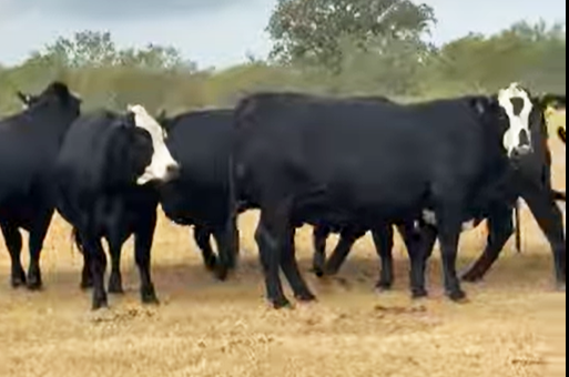 30 Brangus & Brangus Baldy Bred Heifers... S. Central TX thumbnail 3