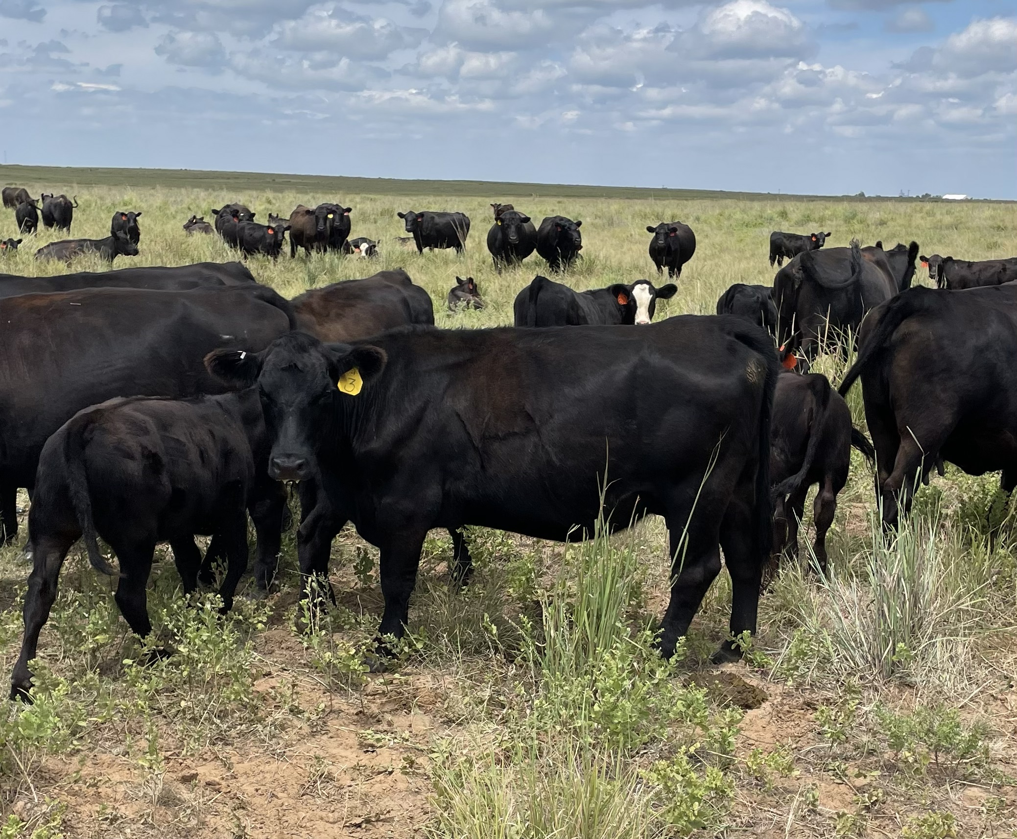 40 Angus & SimAngus Cross 2nd-Calf Cows... OK Panhandle thumbnail 2