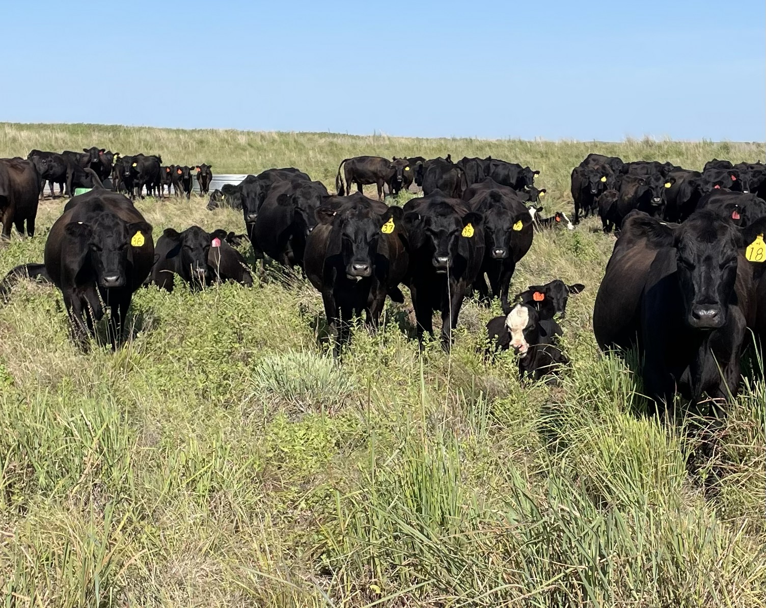 40 Angus & SimAngus Cross 2nd-Calf Cows... OK Panhandle thumbnail 3