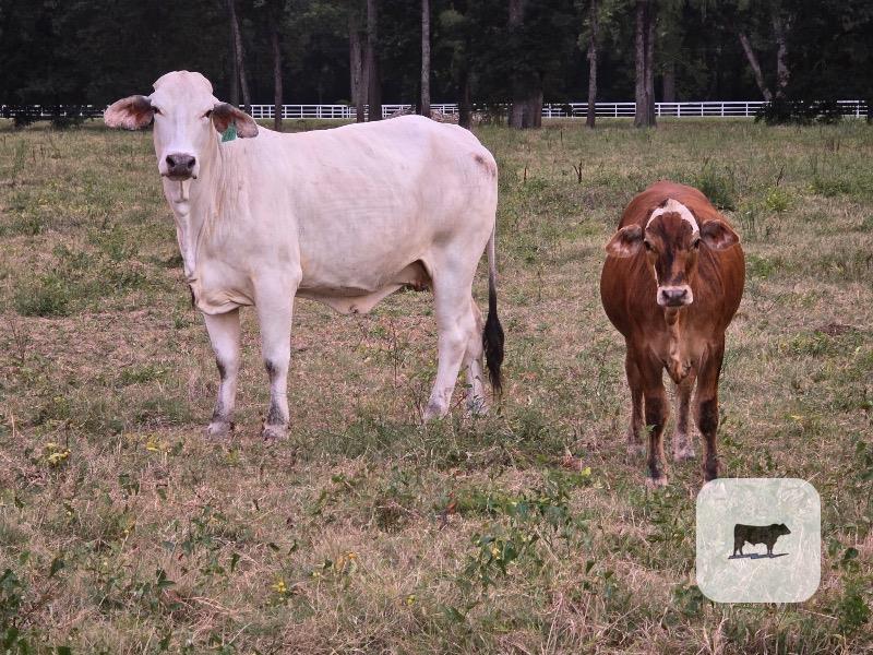 20 Brahman Cows w/ 9+ Calves... Northwest LA thumbnail 3