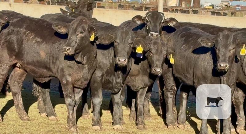 20 F1 Brangus & Brangus Cross Rep. Heifers... Central TX thumbnail 4
