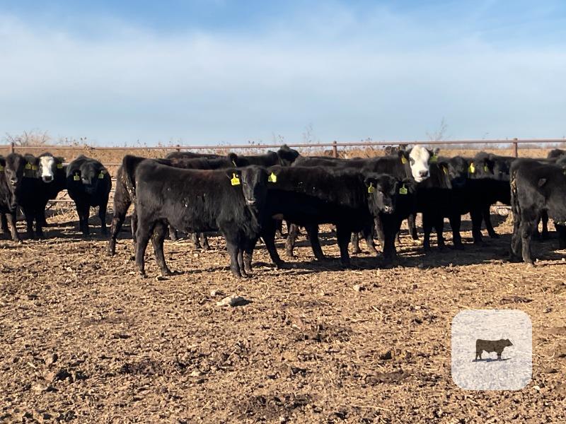 80 Angus & BWF Rep. Heifers... Southwest MO thumbnail 4