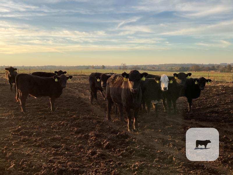 90 Angus & Rep. Heifers... Southwest MO thumbnail 5