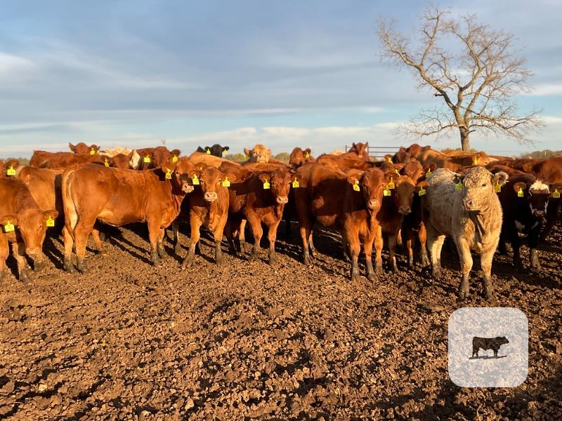 80 Red Angus, RWF & Charolais Cross Rep. Heifers... Southwest MO thumbnail 4