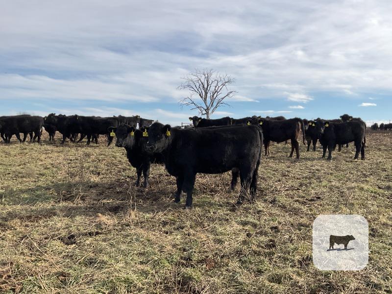 70 Angus & Black Baldy Rep. Heifers... Southwest MO