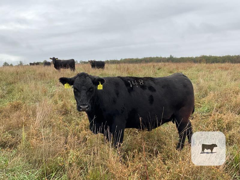 40 Angus & BWF Cows... SW Missouri thumbnail 4