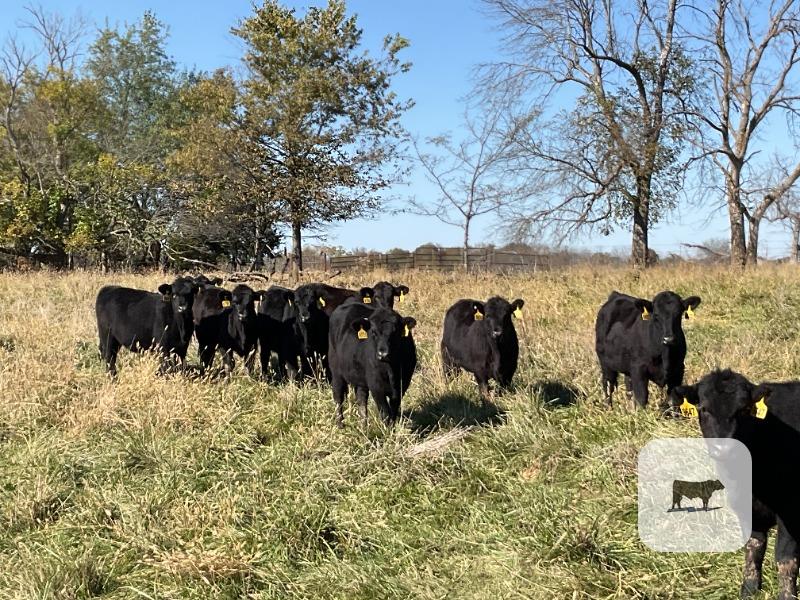 85 Angus & BWF Rep. Heifers... Southwest MO thumbnail 4