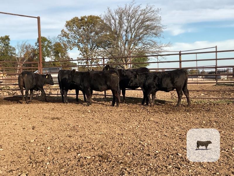 7 Angus Bred Heifers... Southwest MO thumbnail 4