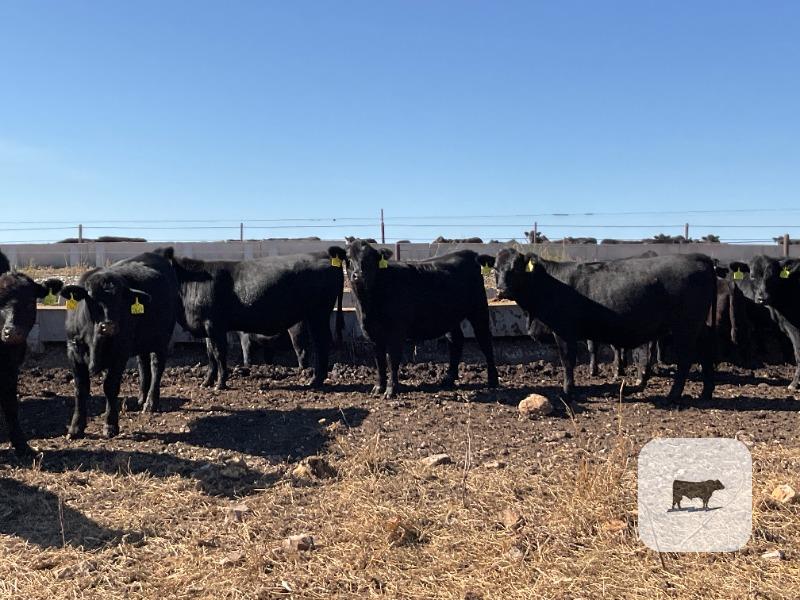 70 Angus & BWF Rep. Heifers... Southwest MO thumbnail 4