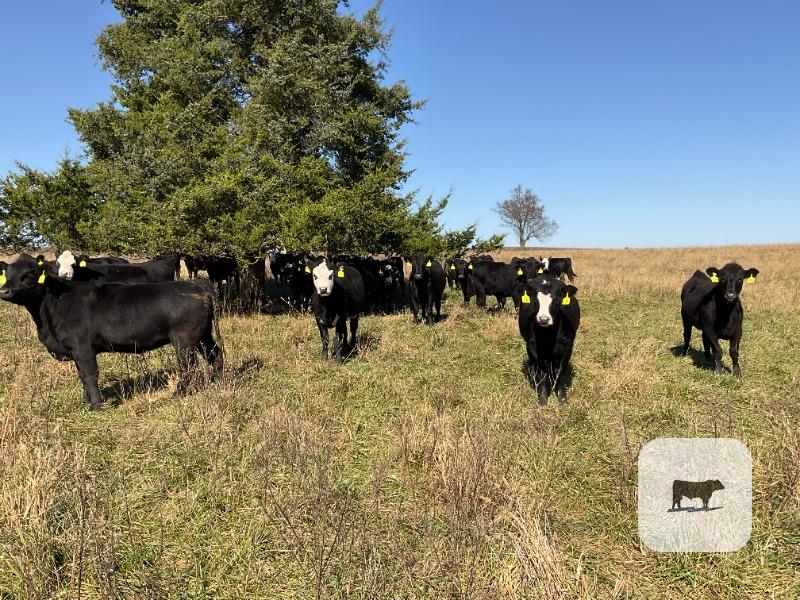 75 Angus & BWF Rep. Heifers... SW Missouri thumbnail 4