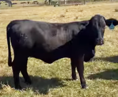 10 Reg. Brangus Bred Heifers... Central AL