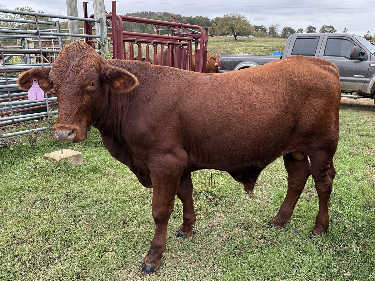 1 Reg. Santa Gertrudis Bull... Northeast AR