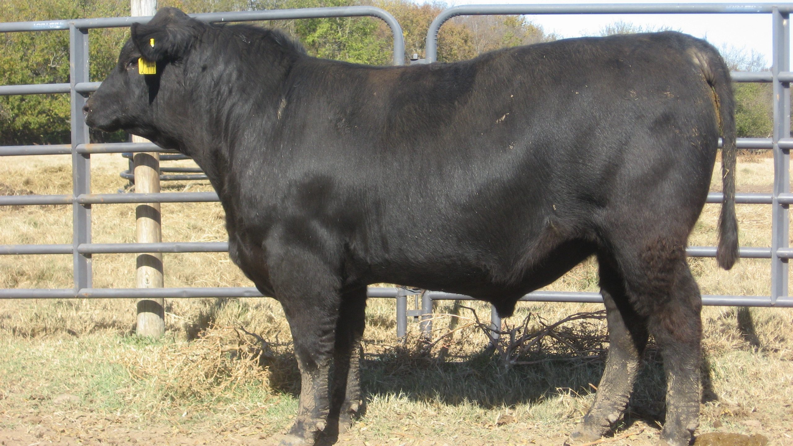 40 Reg. Angus Bulls... E. Central OK