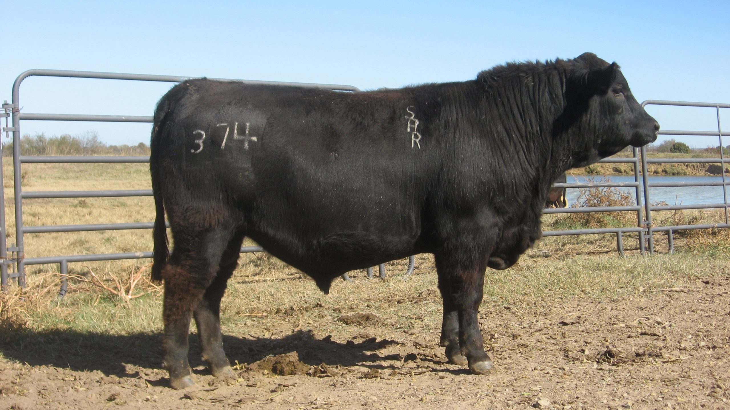 40 Reg. Angus Bulls... E. Central OK thumbnail 6