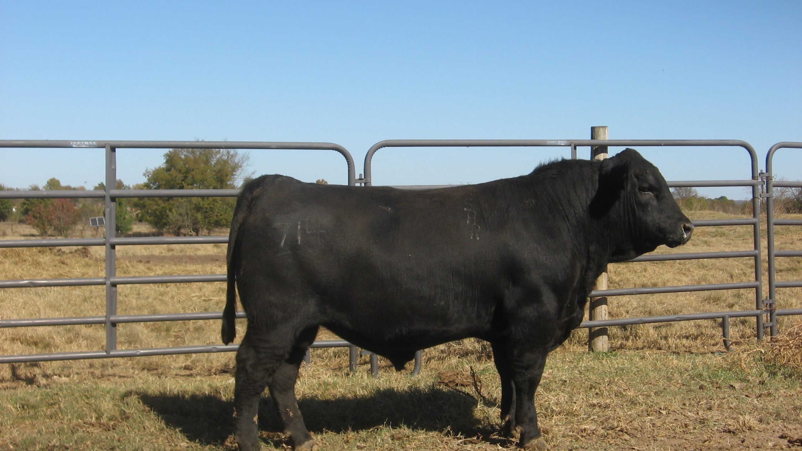 40 Reg. Angus Bulls... E. Central OK thumbnail 7