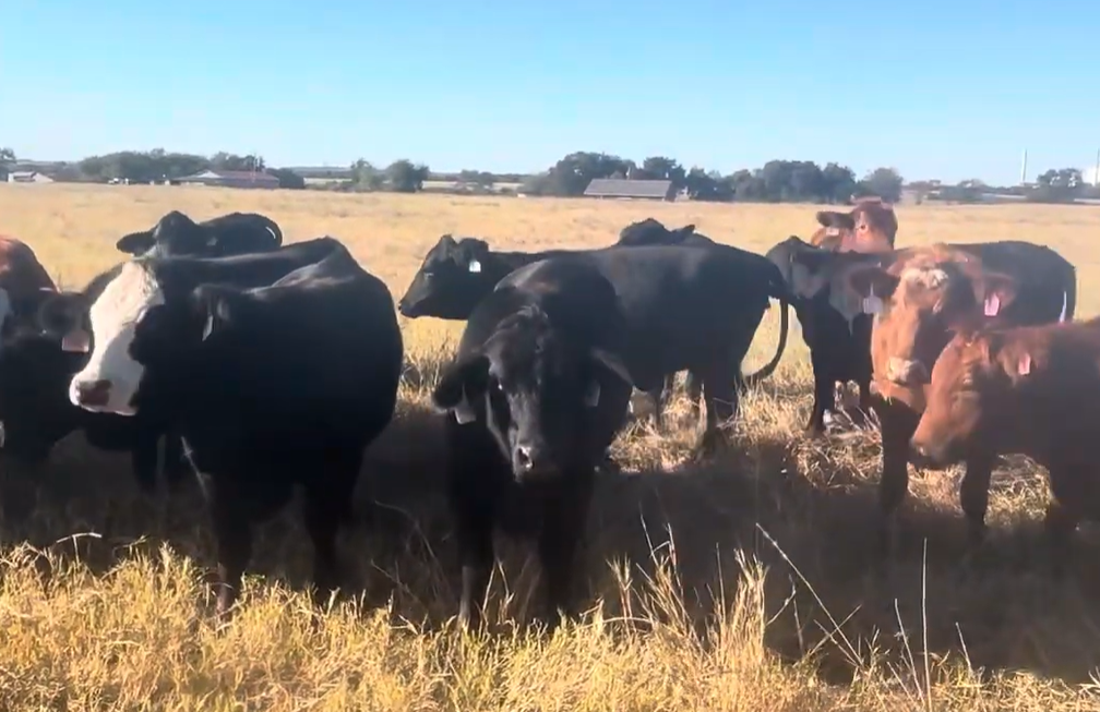 34 Brangus Bred Heifers... Central TX