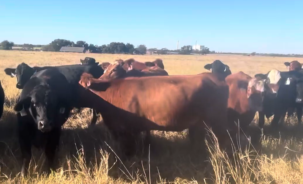 34 Brangus Bred Heifers... Central TX thumbnail 2