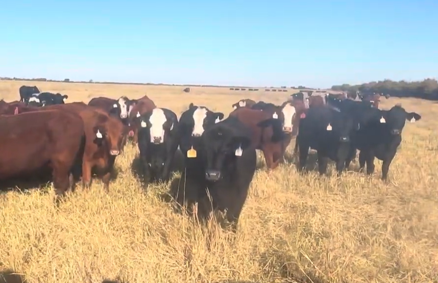 46 Red Angus Cross Bred Heifers... Central TX thumbnail 3
