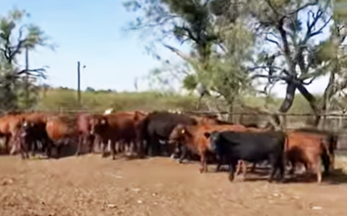 32 Angus & Red Angus Cows... N. Central TX